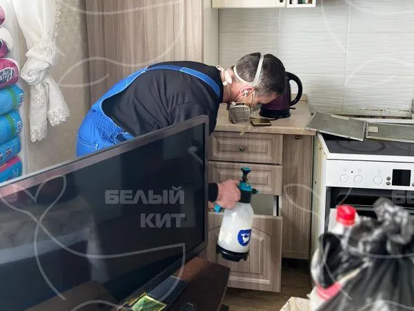 Название фото: Дезинсекция от тараканов