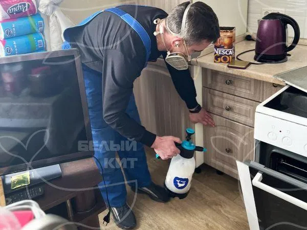 Название фото: Дезинсекция от тараканов